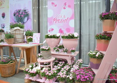 Potanjers Pink & Proud Carnelia, wordt geïntroduceerd door Dümmen Orange in Nederland in exclusieve samenwerking met Wim de Rijke. Verkrijgbaar in pot maat  7 en 10,5/.